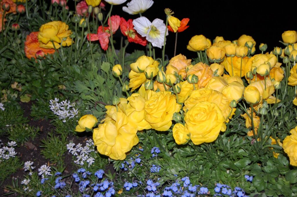 Ziedi Ženēvas ezera krastā