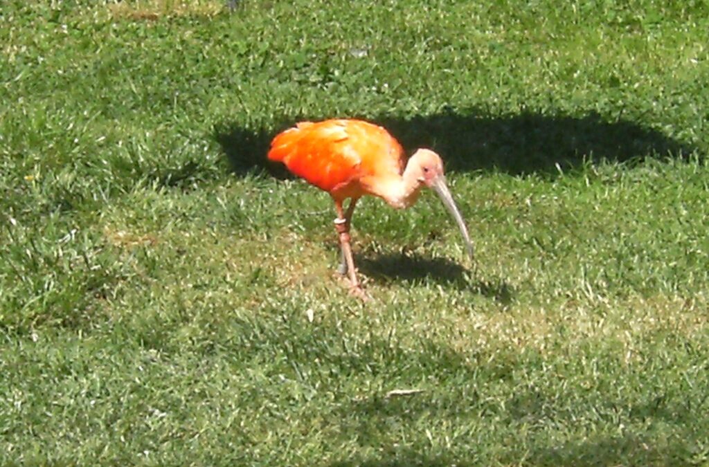 Zoodārza iemītnieks