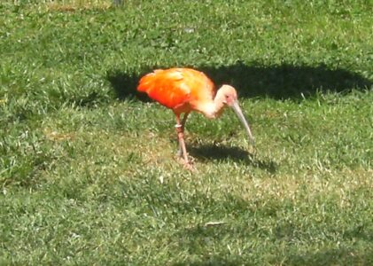 Čehija – stikla fabrika un Dvur Kralove zoodārzs