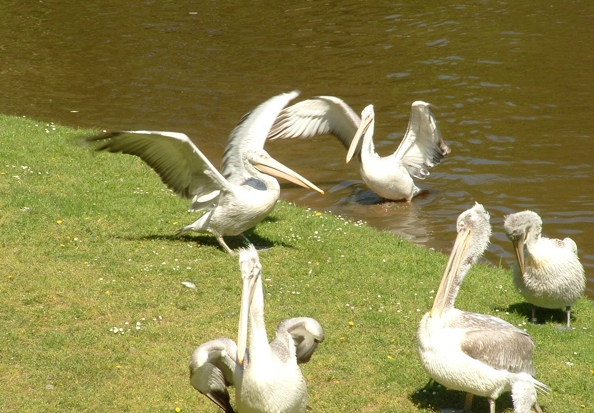 Pelikāni Dvur Kralove zoodārzā