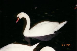 Gulbji Ženēvas ezerā